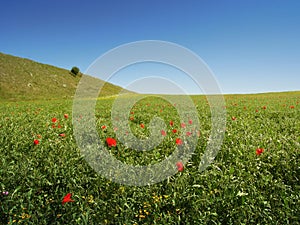 Meadow, olive tree and blue sky