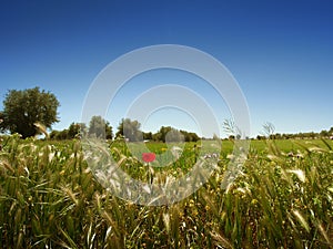 Meadow, olive trees and blue sky