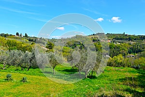 Meadow with olive trees in hills above at Strunjan