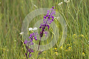 Meadow orchid, Anacamptis laxiflora