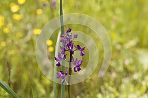 Meadow orchid, Anacamptis laxiflora