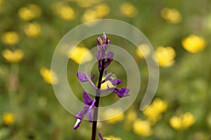 Meadow orchid, Anacamptis laxiflora