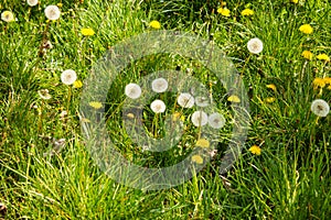 A meadow with ordinary dandelions, Taraxacum, from the daisy family, Asteraceae