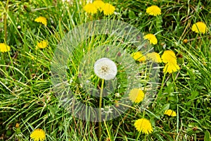 A meadow with ordinary dandelions, Taraxacum, from the daisy family, Asteraceae