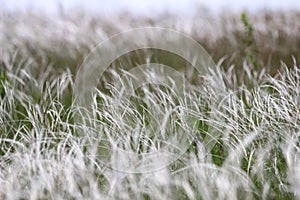 Meadow overgrown with feathergrass in the windy day as a background