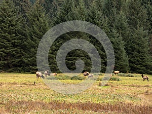 Meadow in the Pacific Northwest with Elk and Dense Forest