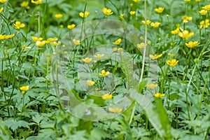 Meadow with paigle buttercup