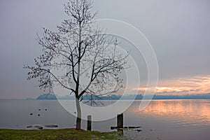 Meadow and park trees submerged by lake water