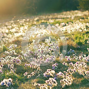 Meadow with pasque flowers in setting sun