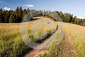 Meadow with pathway and trees on the background in Beskids mountains