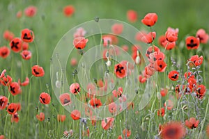 Meadow with pattern of red poppy flowers as a background