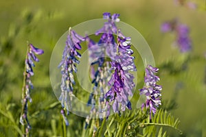 Meadow peas flowers in summer on a sunny day.