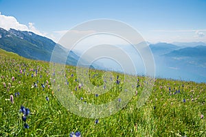 Meadow with pink knotweed and blue rampion wildflowers at monte baldo mountain, italy