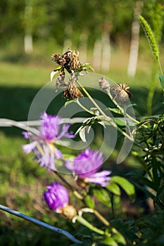 Meadow pink and purple flowers in the summer field. Live and dry. Opposites and contract. Nature landscape