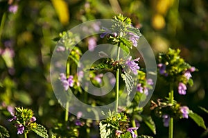 Meadow pink and purple flowers in the summer field. Live and dry. Opposites and contract. Nature landscape