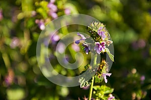 Meadow pink and purple flowers in the summer field. Live and dry. Opposites and contract. Nature landscape