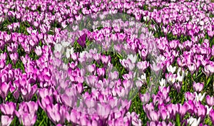 Meadow of pink and white crocus flowers