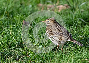 Meadow Pipet