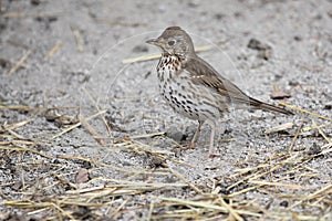 Meadow pipit