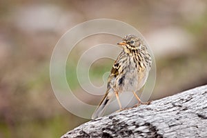 Meadow Pipit