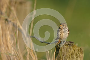 The meadow pipit