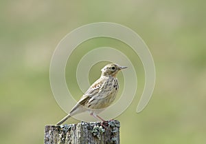 Meadow Pipit