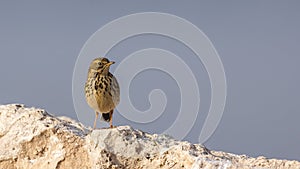 Meadow pipit