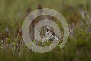 Meadow pipit, anthus pratensis