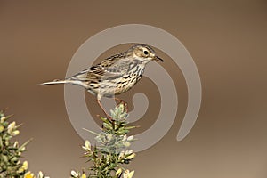 Meadow pipit, Anthus pratensis