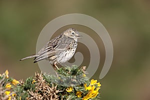 Meadow pipit, Anthus pratensis