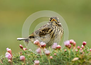 Meadow pipit (Anthus pratensis)