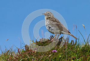 Meadow Pipit (Anthus pratensis)