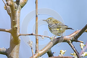 Meadow pipit, anthus pratensis, bird perched