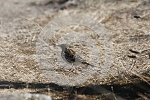 A meadow pipit, Anthus pratensis, with dry grass