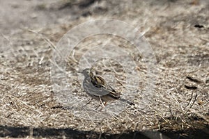 A meadow pipit, Anthus pratensis, with dry grass