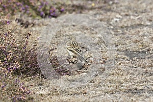 A meadow pipit, Anthus pratensis, with dry grass