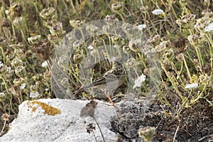 A meadow pipit, Anthus pratensis, with dry grass