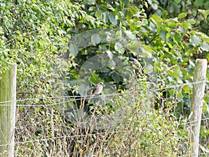 Meadow pipit, Anthus pratensis, perches on a wire