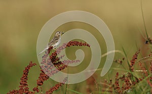 A pretty Meadow Pipit Anthus pratensis perching on a broad-leaved doc plant with a Grasshopper in its beak for its babies, that