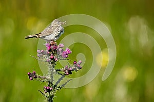Meadow Pipit - Anthus pratensis sitting on Carduus - Carduus crispus, with insects in the beak. Wildife scene from Norway photo