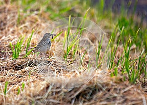 Meadow Pipit (Anthus pratensis) spotted in Dublin, Ireland