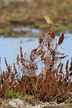 Meadow pipit on baltic sea