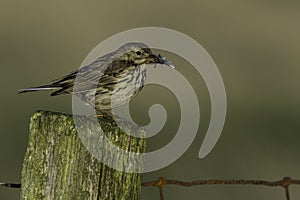 Meadow Pipit Bird with beak full of insects