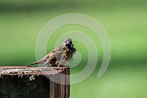 Meadow pipit bird with beautiful nature background