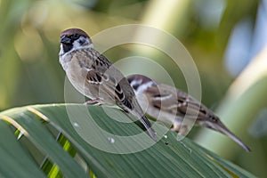 Meadow pipit bird with beautiful nature background