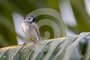 Meadow pipit bird with beautiful nature background