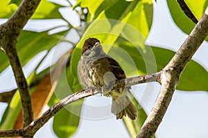 Meadow pipit bird standing on on a branch