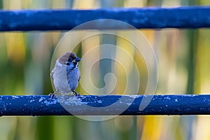 Meadow pipit bird standing on electric cable