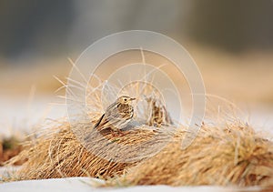 Meadow pipit on dry grass