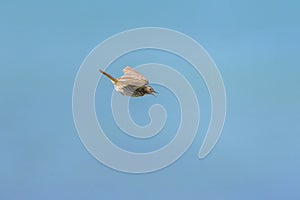 A Meadow Pipit flying on a sunny day